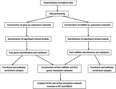 Analysis of the Interaction Network of Hub miRNAs-Hub Genes, Being Involved in Idiopathic Pulmonary Fibers and Its Emerging Role in Non-small Cell Lung Cancer